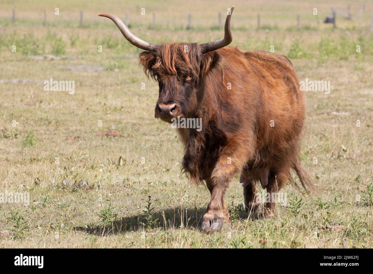 Highland cow walking through prairie grassland pasture in Alberta, Canadag Stock Photo