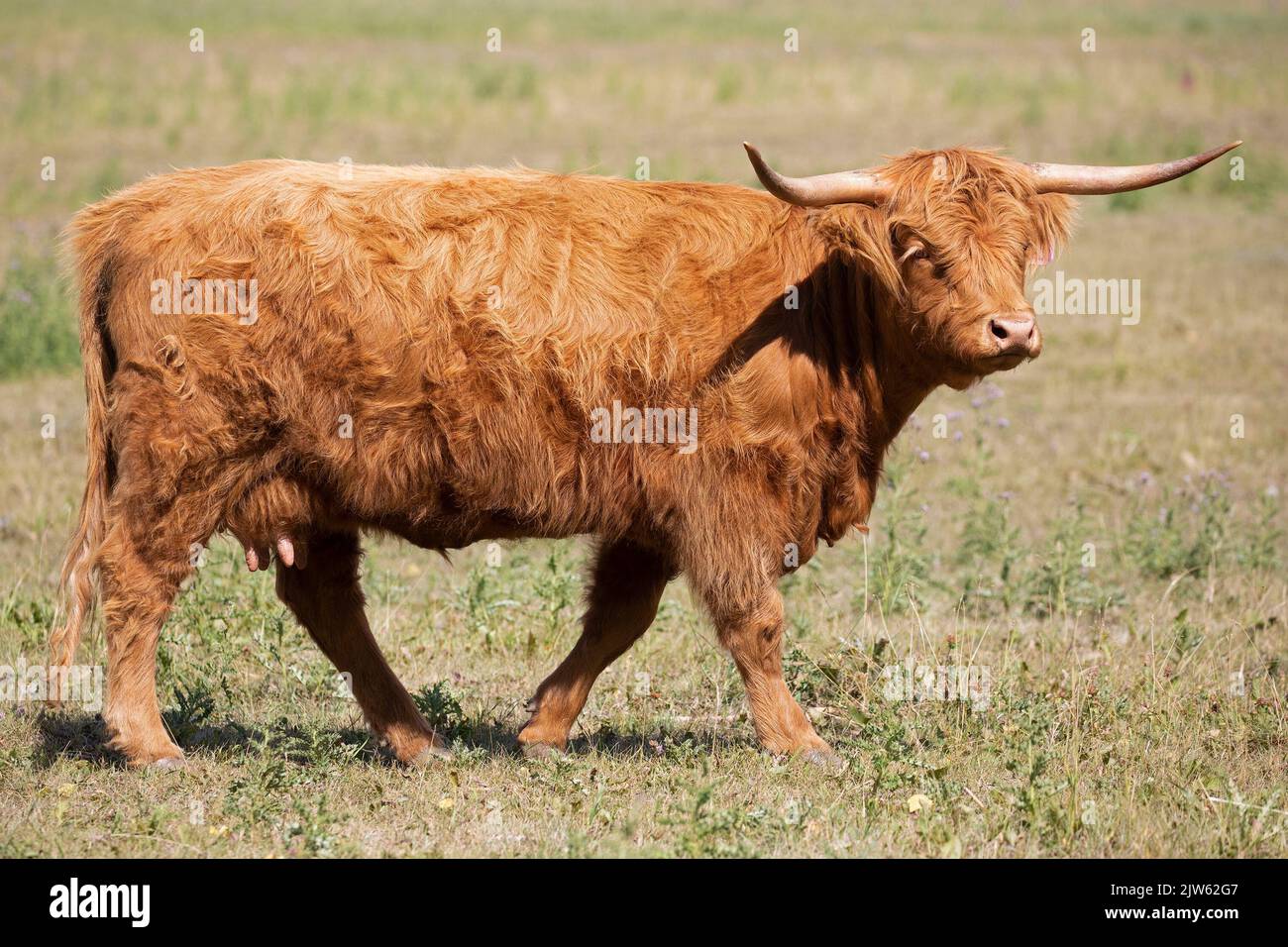 Highland cow walking through prairie grassland pasture in southern Alberta, Canada. (Bos taurus taurus) Stock Photo