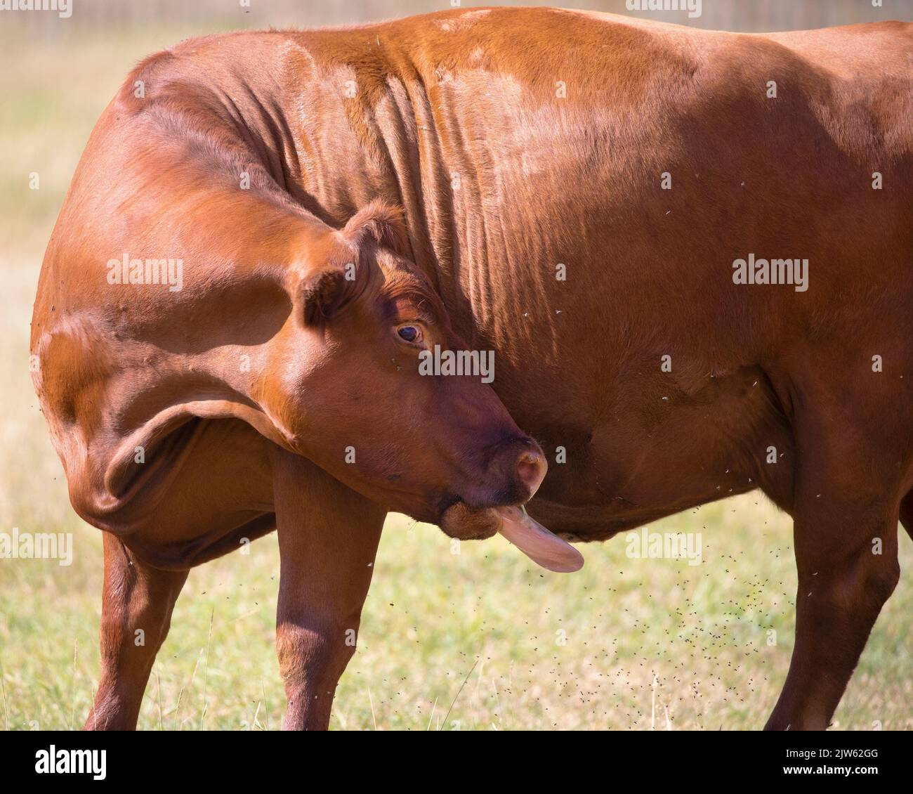 Red Angus cow grooming herself with tongue licking at a swarm of insects Stock Photo