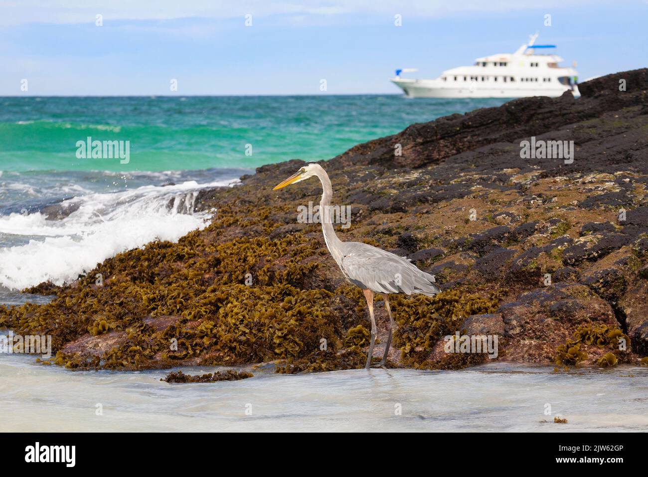 Great Blue Heron bird (Ardea herodias) wading along the rocky coast of San Cristobal Island in the Galapagos Islands with cruise boat in background Stock Photo
