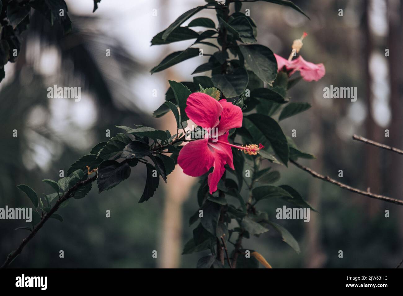 Beautiful tropical Philippine flower Stock Photo Alamy