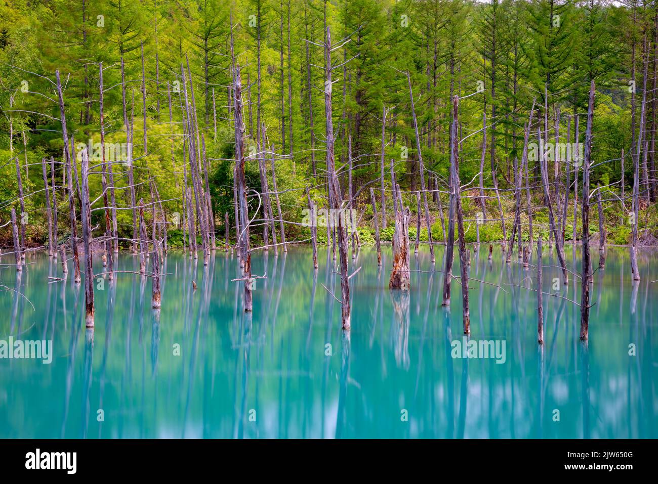 Blue pond ( Aoiike ) with reflection of tree in clear blue sky sunny day Stock Photo