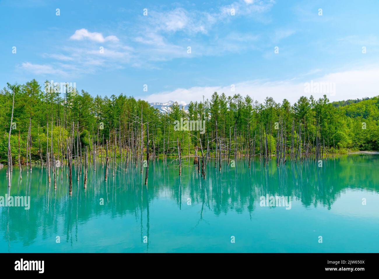 Blue pond ( Aoiike ) with reflection of tree in clear blue sky sunny day Stock Photo