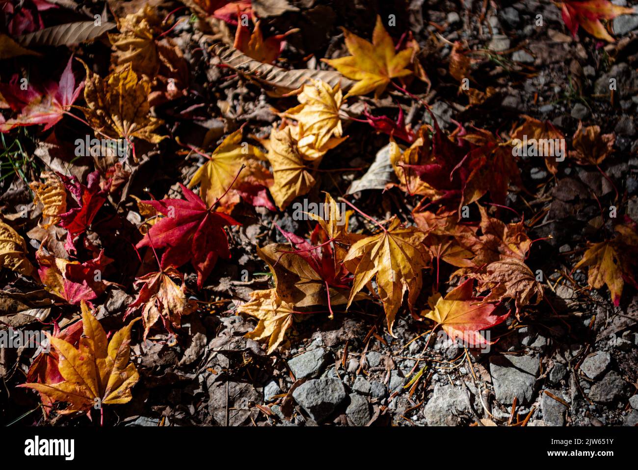 Colorful various Autumn fallen leaves on the ground. Top view from above, multicolor beautiful seasonal concept backgrounds Stock Photo