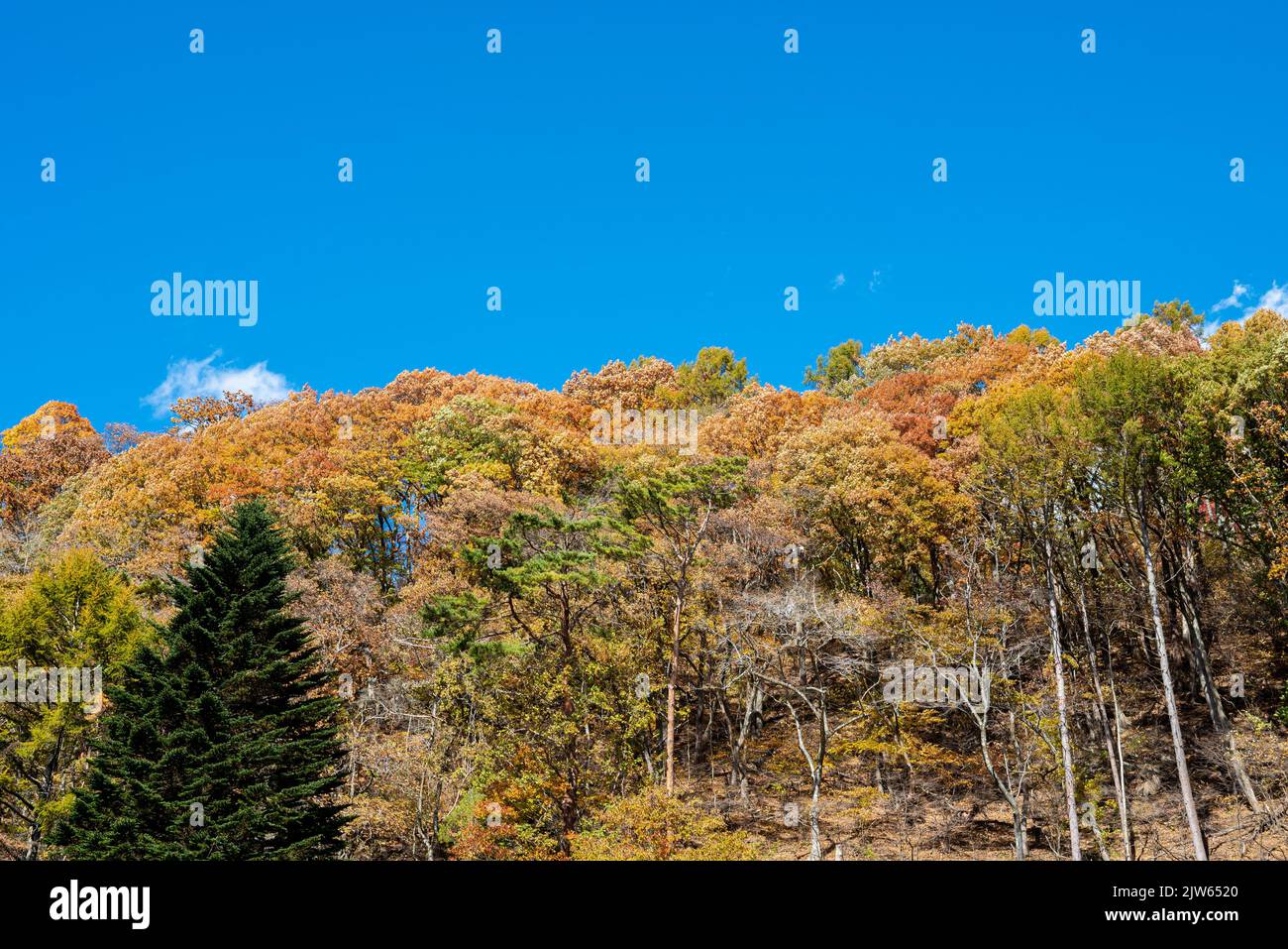 Colorful fall foliage in sunny day. beautiful autumn landscape background Stock Photo