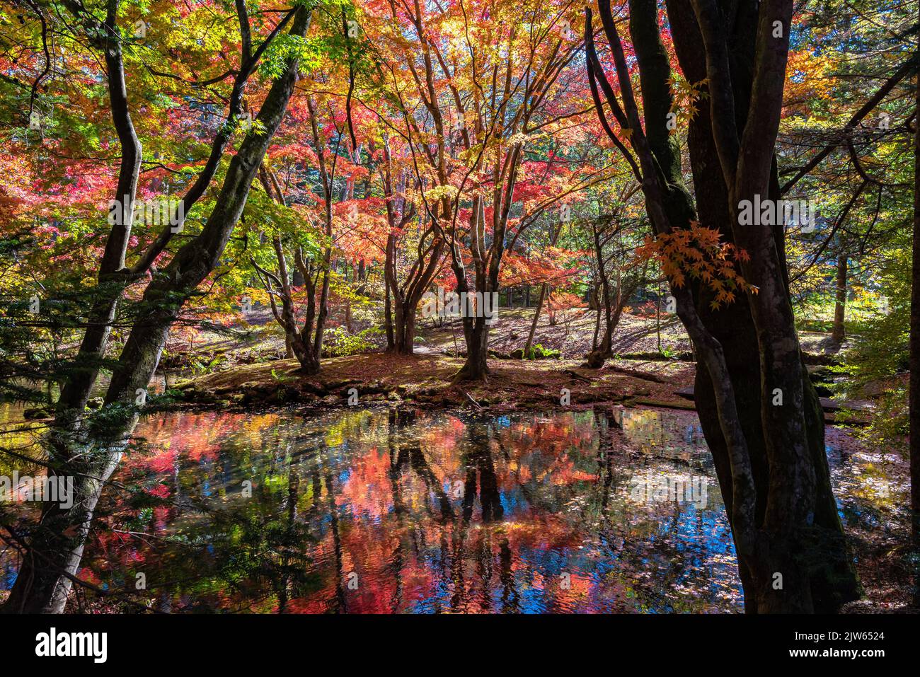 Colorful fall foliage reflecting on surface in sunny day in Kumobaike Pond, Karuizawa, Japan. Multicolor beautiful seasonal concept backgrounds Stock Photo