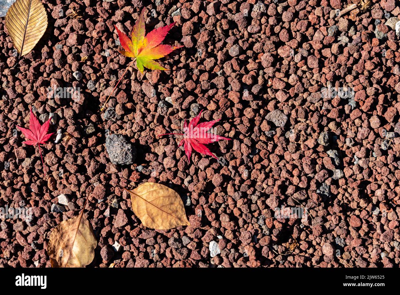 Colorful various Autumn fallen leaves on the ground. Top view from above, multicolor beautiful seasonal concept backgrounds Stock Photo