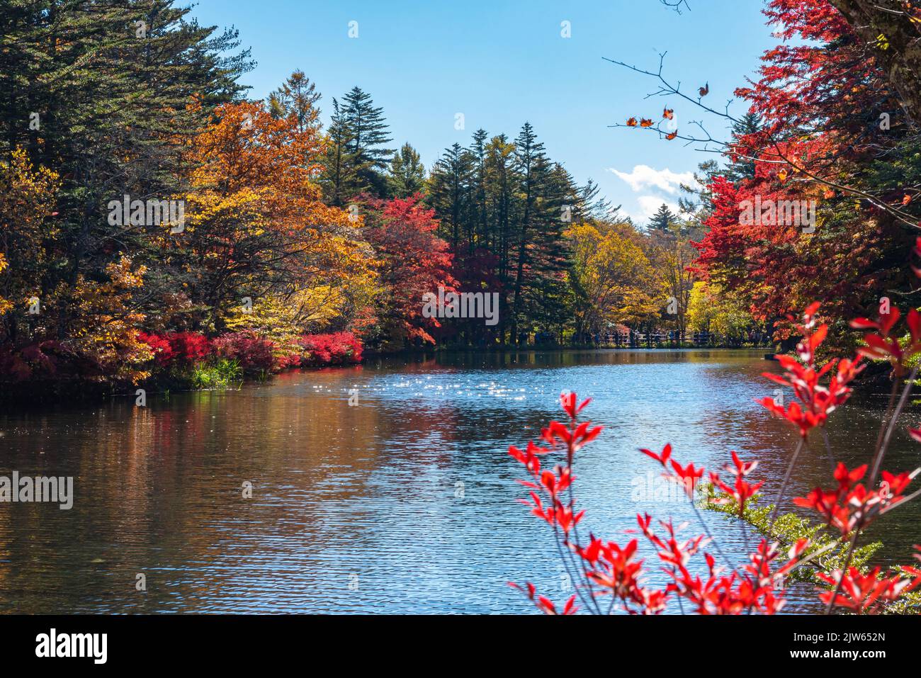 Kumobaike Pond autumn foliage scenery view, multicolor reflecting on surface in sunny day. Nagano Prefecture, Japan Stock Photo