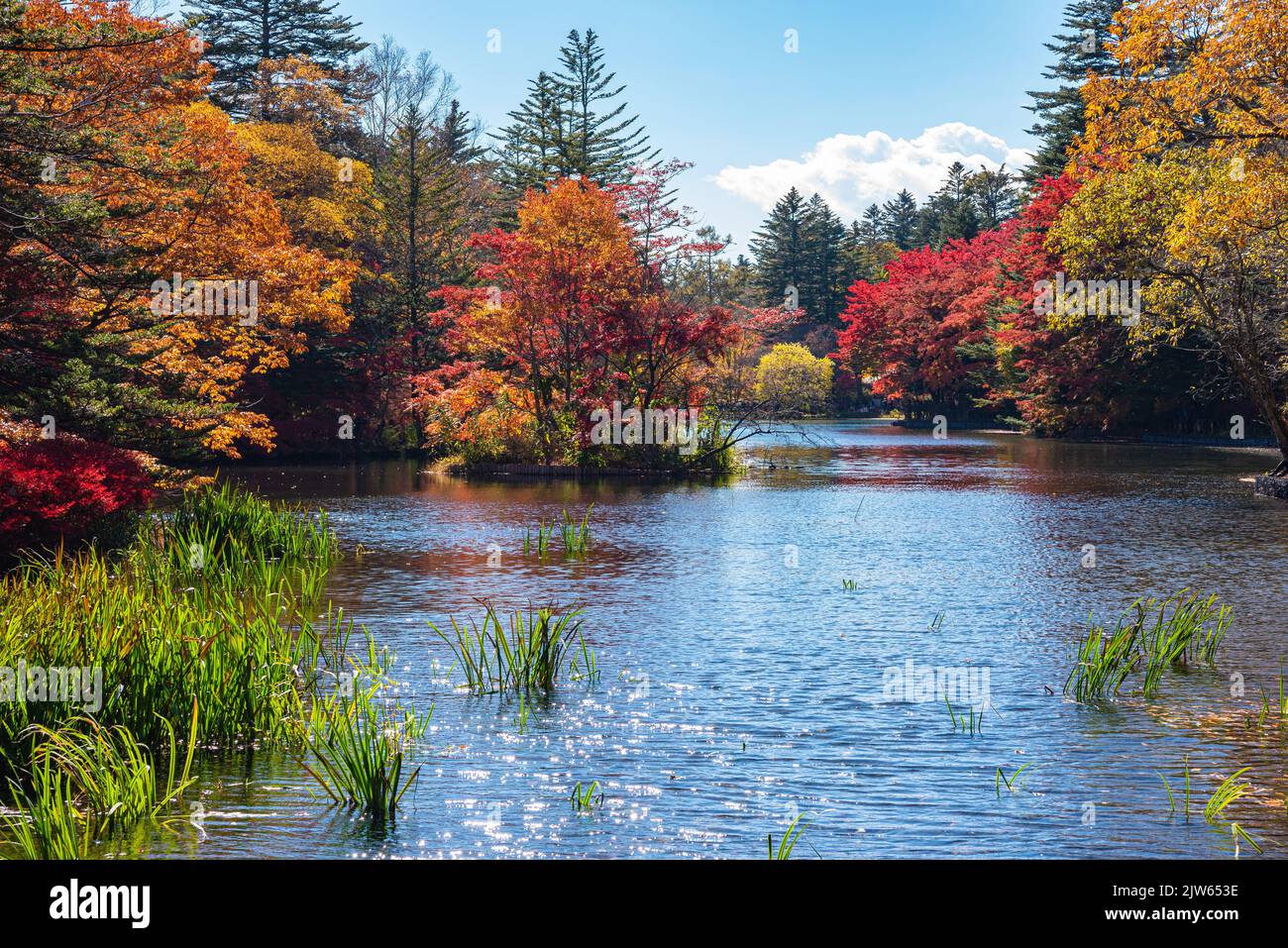 Kumobaike Pond autumn foliage scenery view, multicolor reflecting on surface in sunny day. Nagano Prefecture, Japan Stock Photo