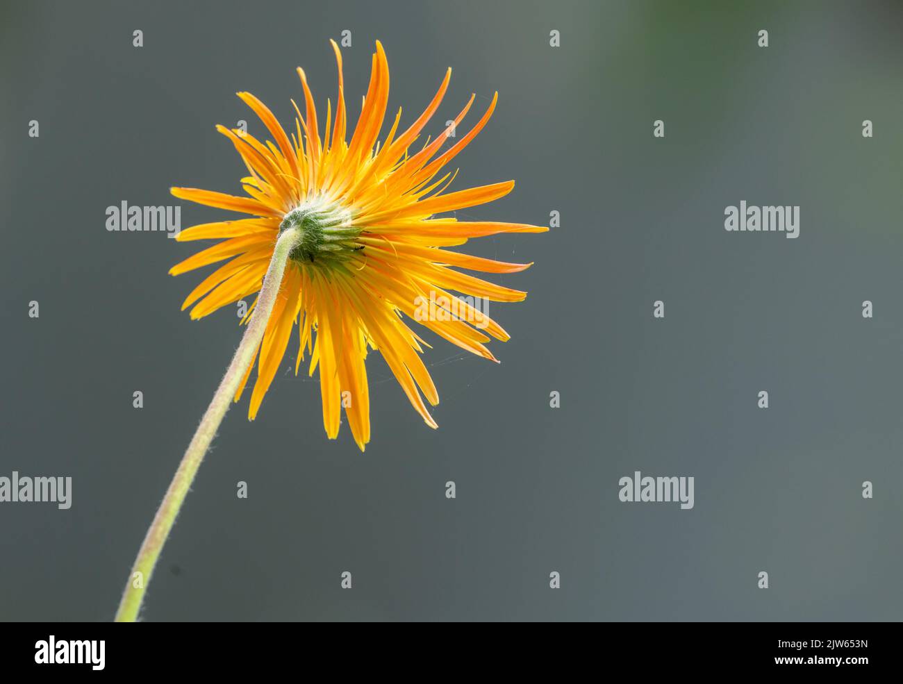 Beautiful orange gerbera daisy flower view from the back. Stock Photo