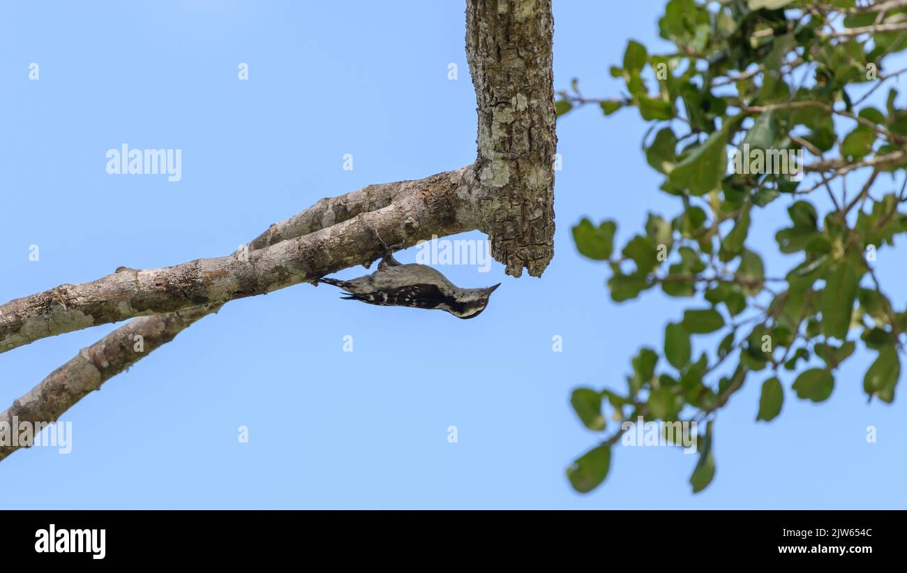 Brown-capped pygmy woodpecker hanging upside down pecking under the tree branch. Stock Photo