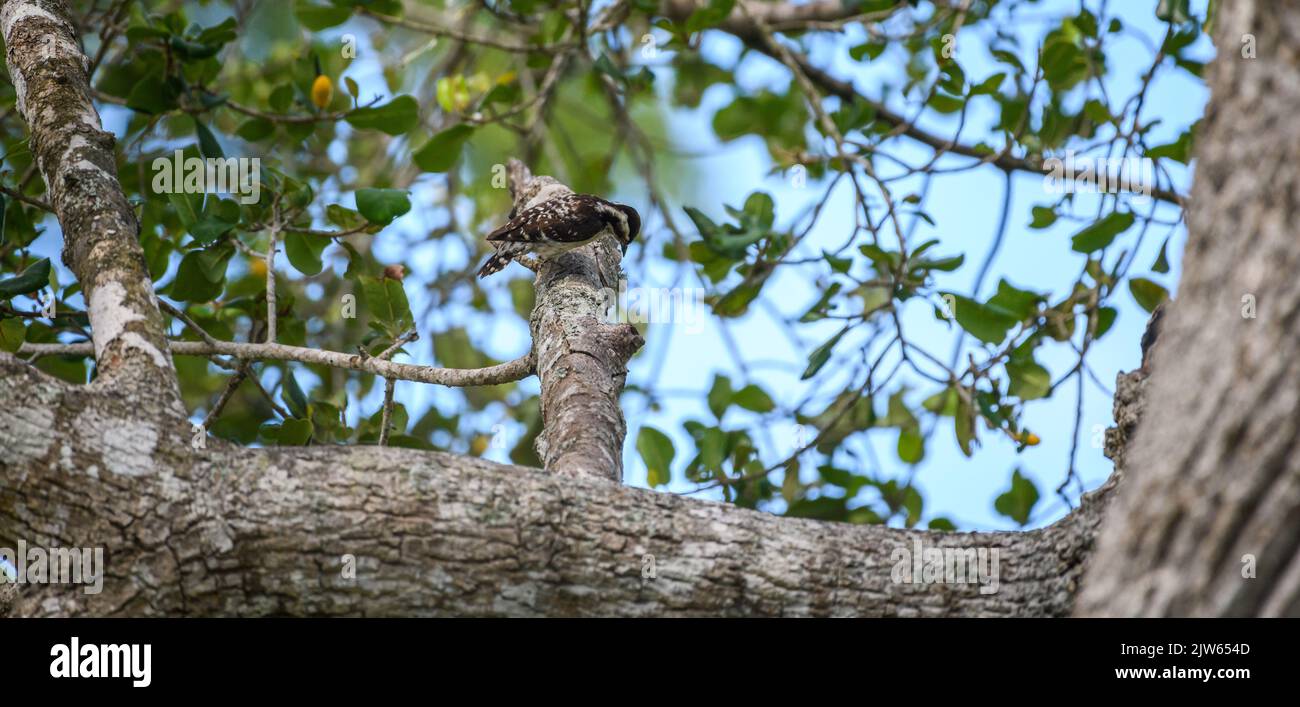 Brown capped pygmy woodpecker pecking at a tree branch. Stock Photo