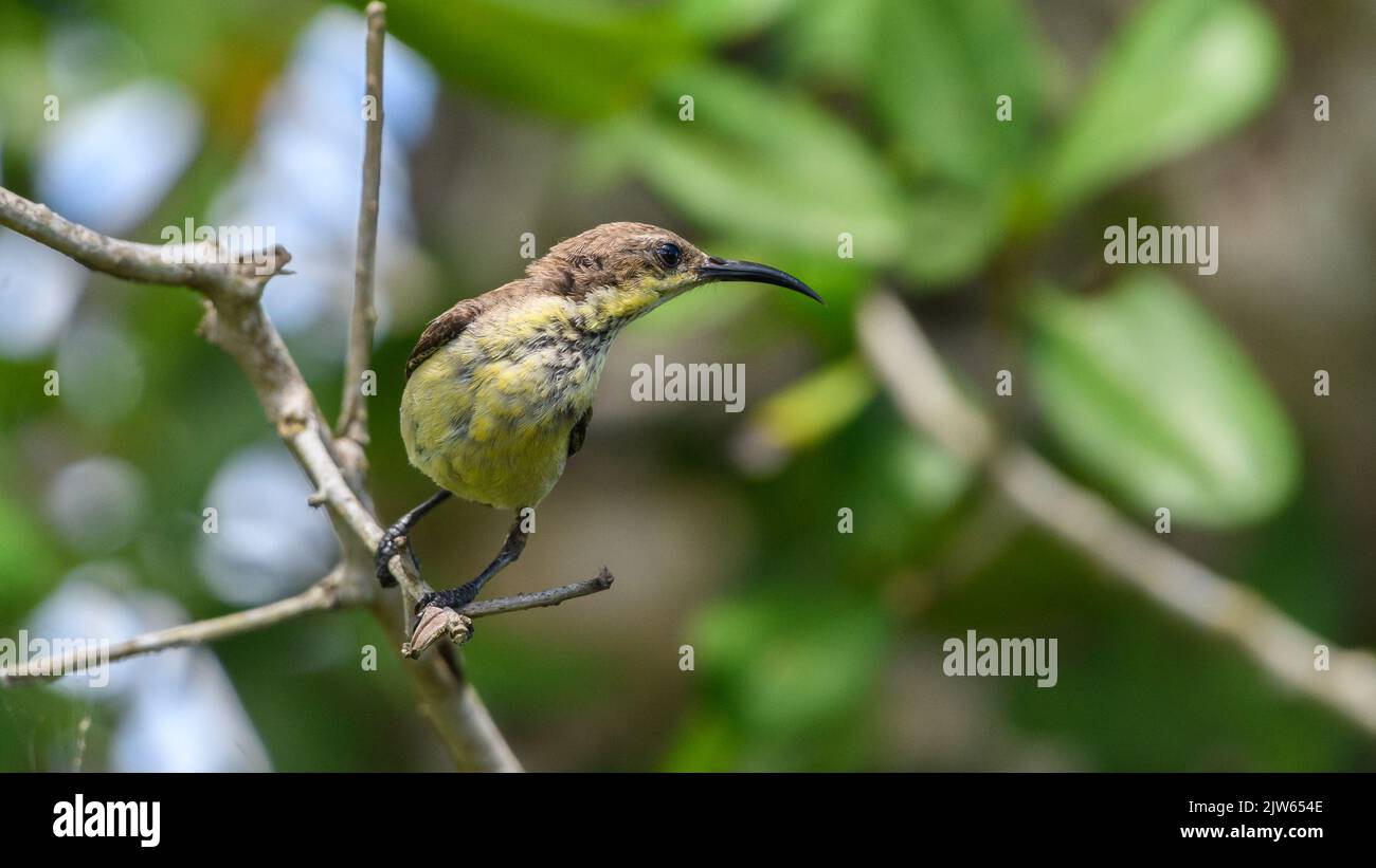 Loten's sunbird female bird close-up shot, long curved pointy beak. Stock Photo