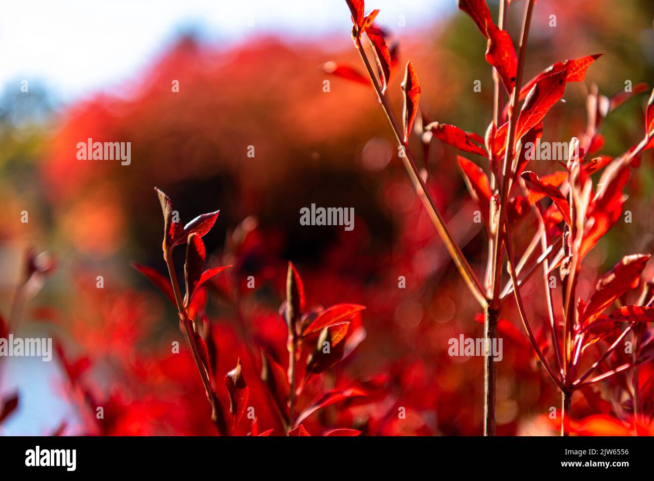 Close-up Enkianthus ( Dodan-Tsutsuji ) fall foliage in sunny day. beautiful autumn landscape background Stock Photo
