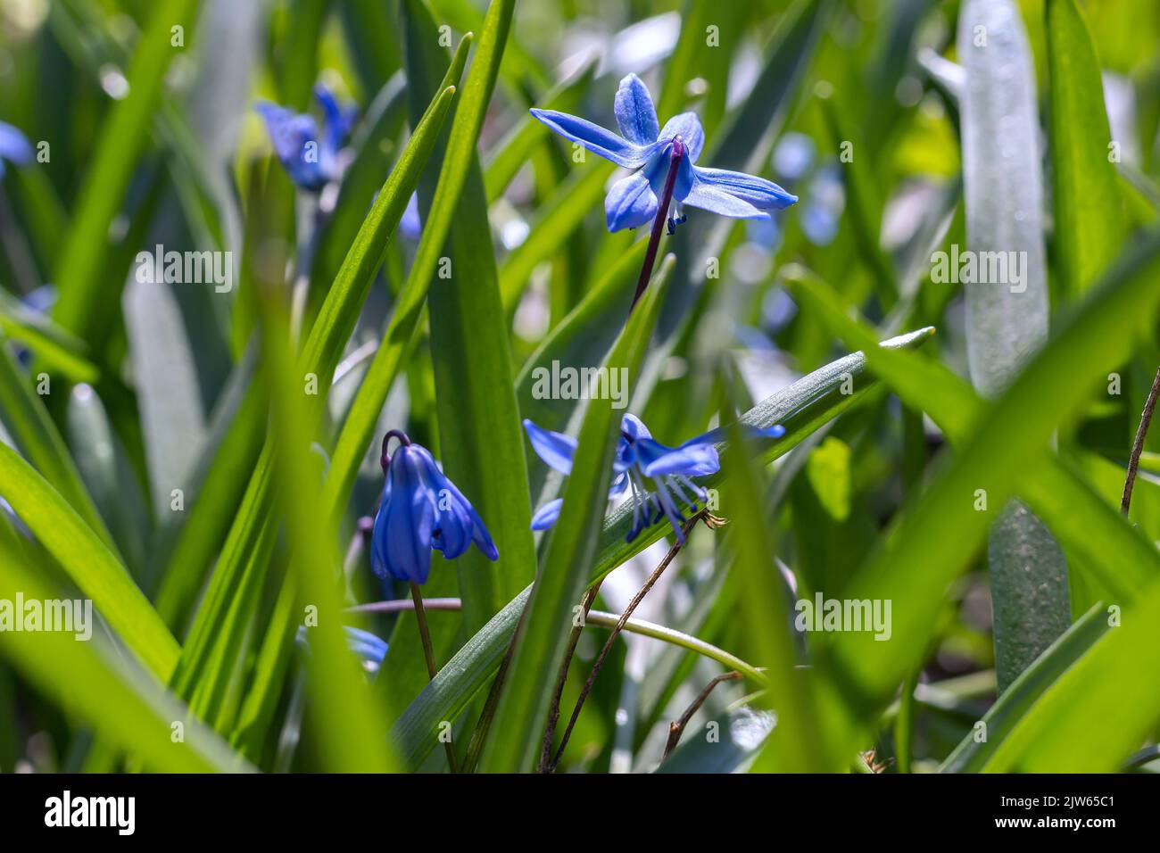 Siberian squill sports blue, blooms in early spring garden grown. nature background, selective focus, environment day.Beautiful springtime in sunny ga Stock Photo