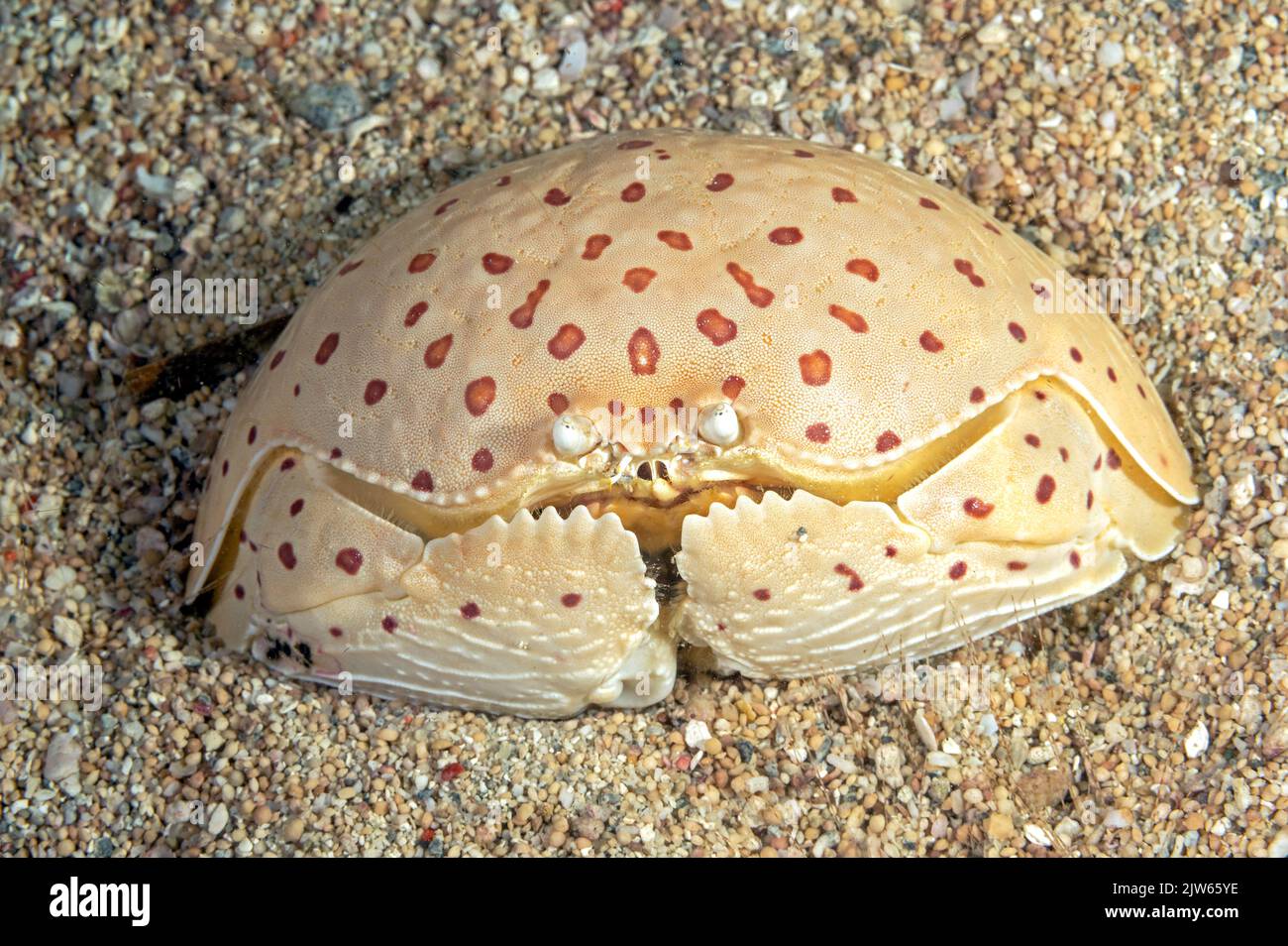 Red-spotted box crab, Calappa calappa, Raja Ampat Indonesia. Stock Photo