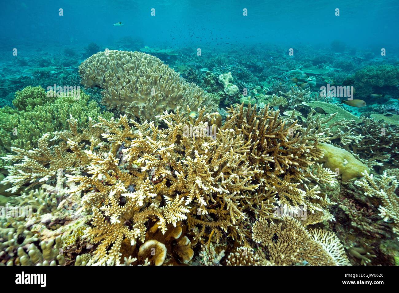 Reef scenic with pristine stony corals, Raja Ampat West Papua Indonesia. Stock Photo