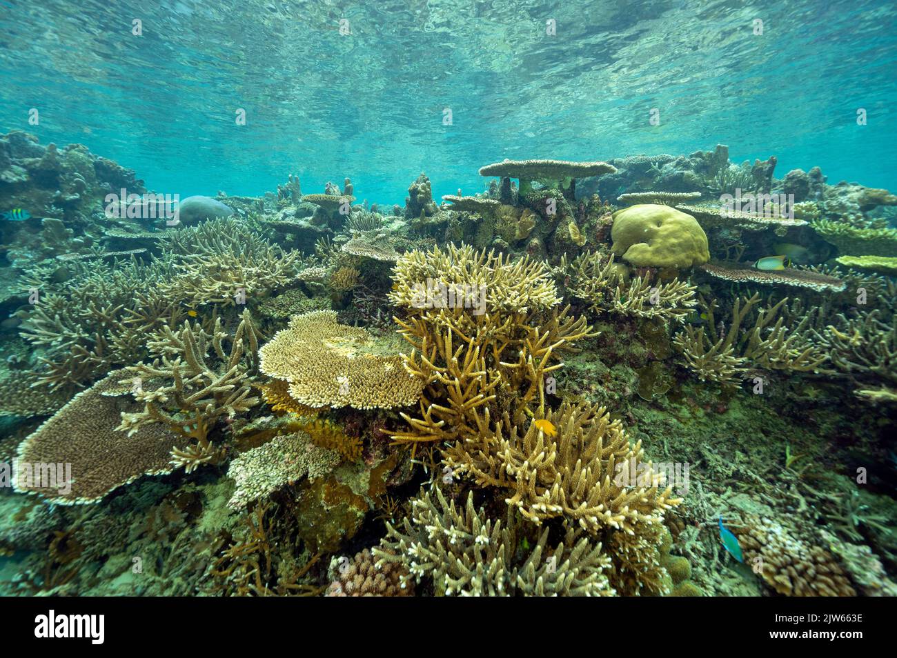 Reef scenic with pristine stony corals, Raja Ampat West Papua Indonesia. Stock Photo