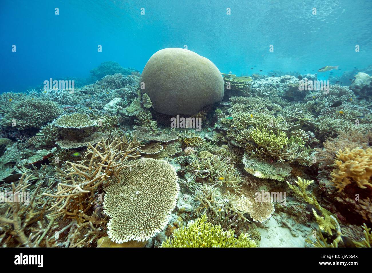Reef scenic with massive brain coral, Raja Ampat Indnonesia. Stock Photo