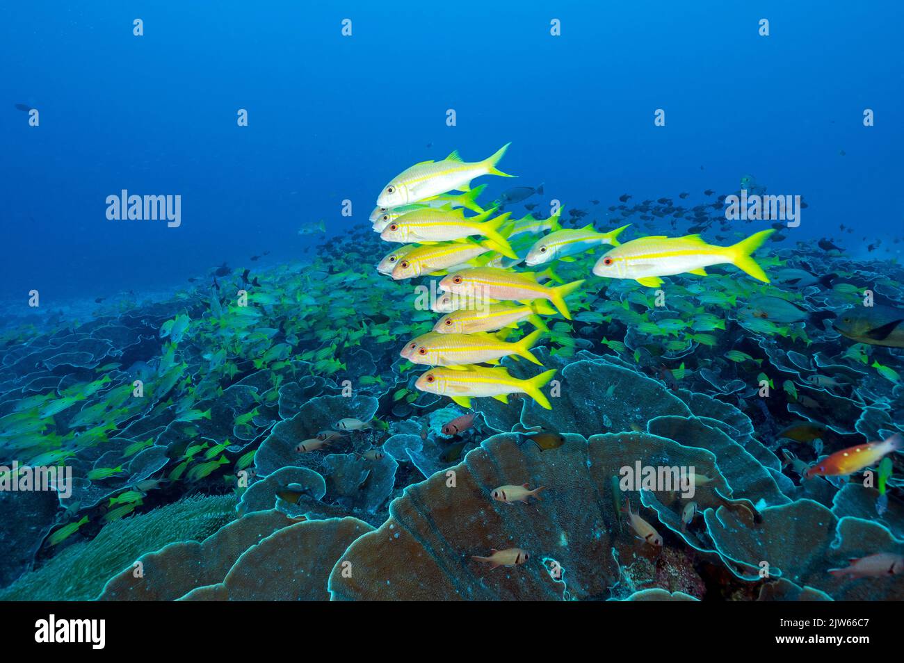 Yellowfin goatfishes, Mulloidichthys vanicolensis, over massive foliose corals Raja Ampat Indonesia. Stock Photo