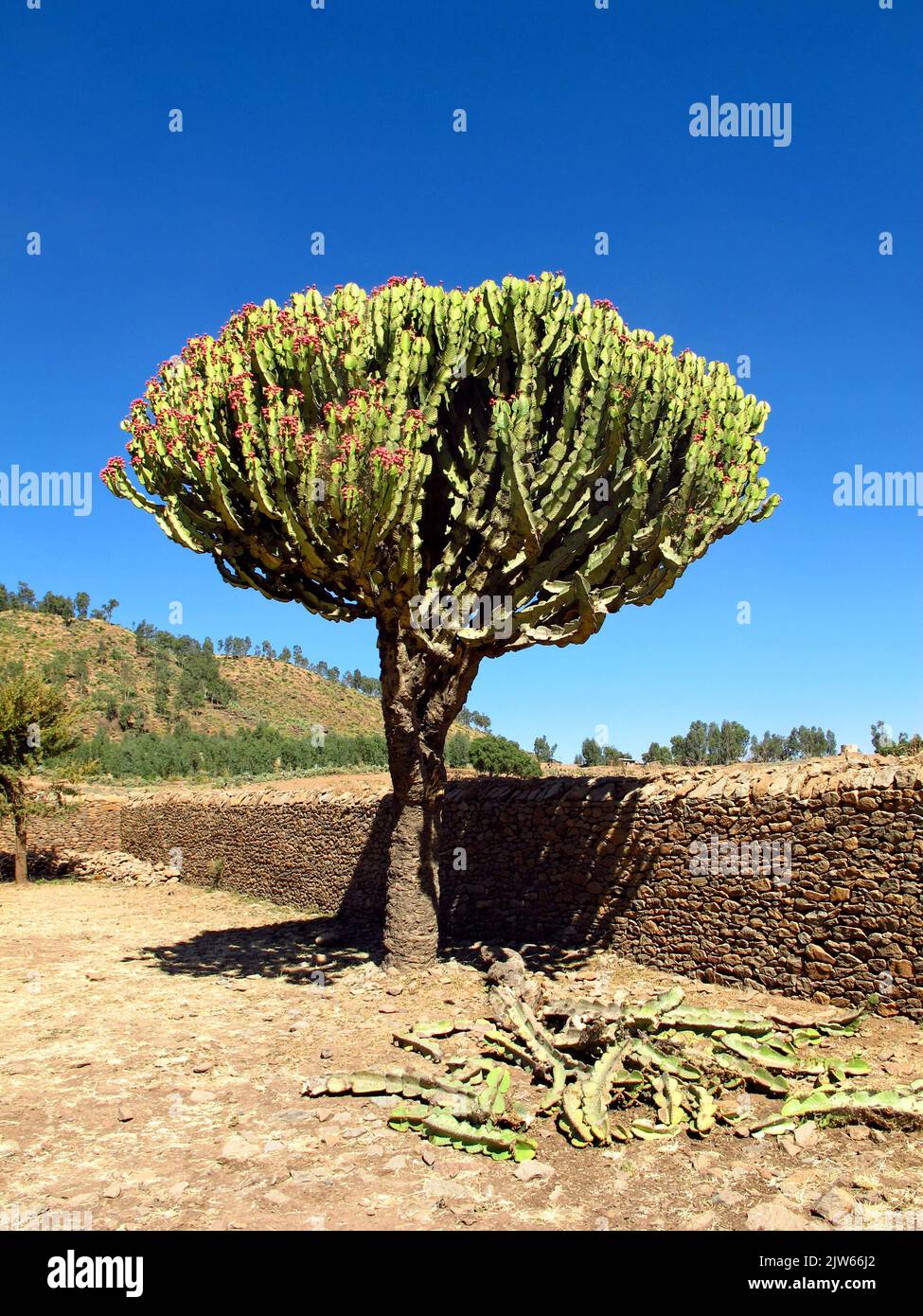 Obelisk aksum ruins ancient city hi-res stock photography and images ...