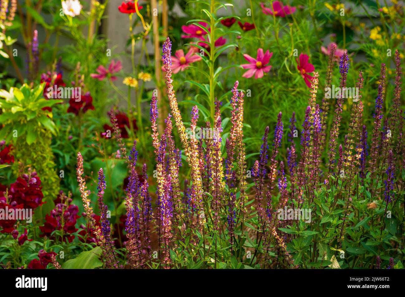 Salvia nemorosa 'Violet Riot' (Sage). Berkshire Botanical Garden, Stockbridge, MA Stock Photo