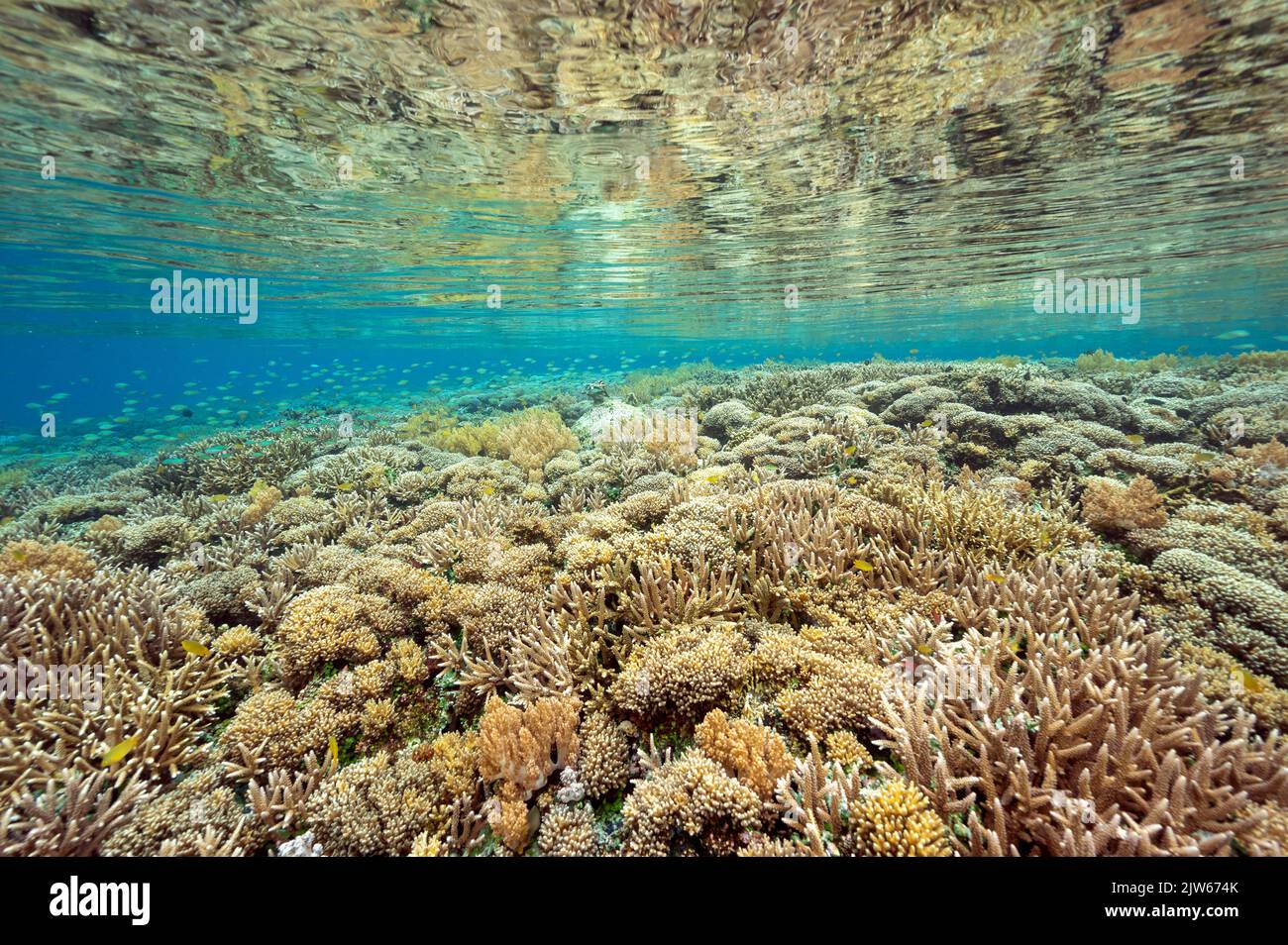 Reef scenic with pristine staghorn corals Raja Ampat Indonesia. Stock Photo