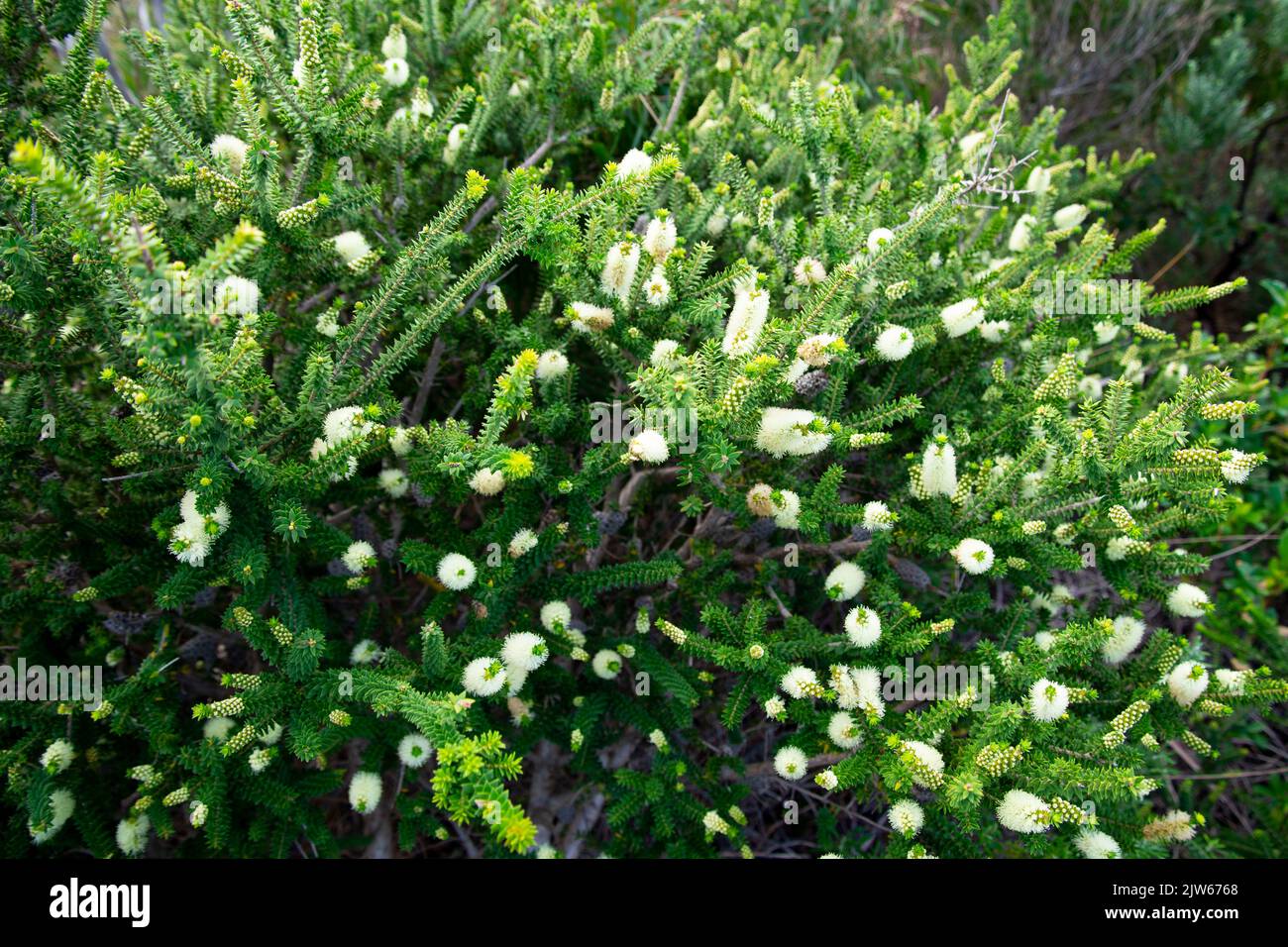 Green Honey Myrtle in the Wild Stock Photo