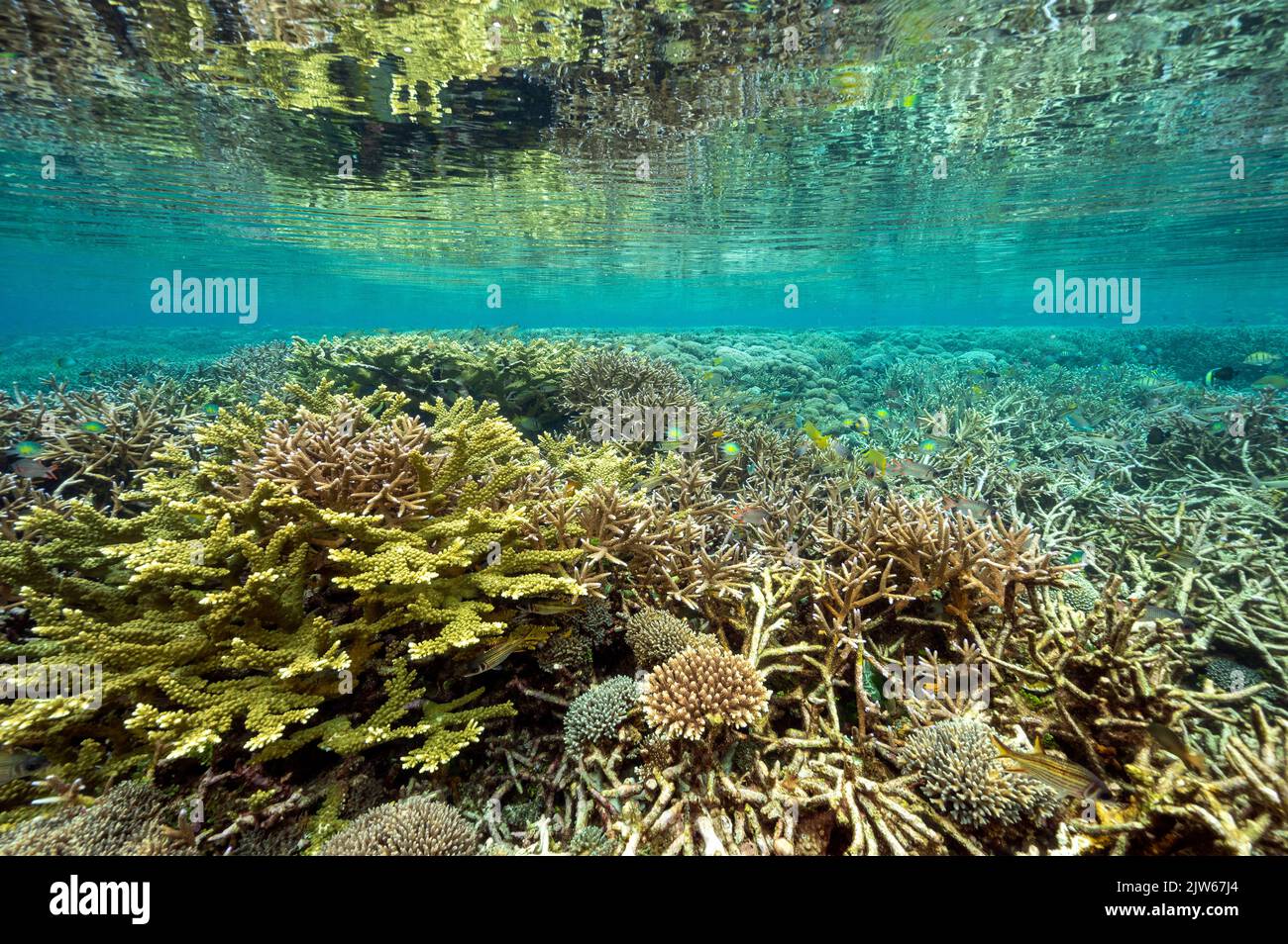 Reef scenic with pristine staghorn corals Raja Ampat Indonesia. Stock Photo