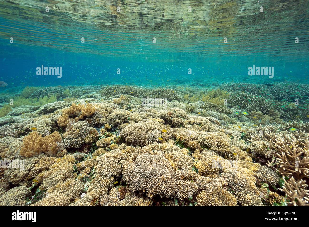 Reef scenic with pristine staghorn corals Raja Ampat Indonesia. Stock Photo