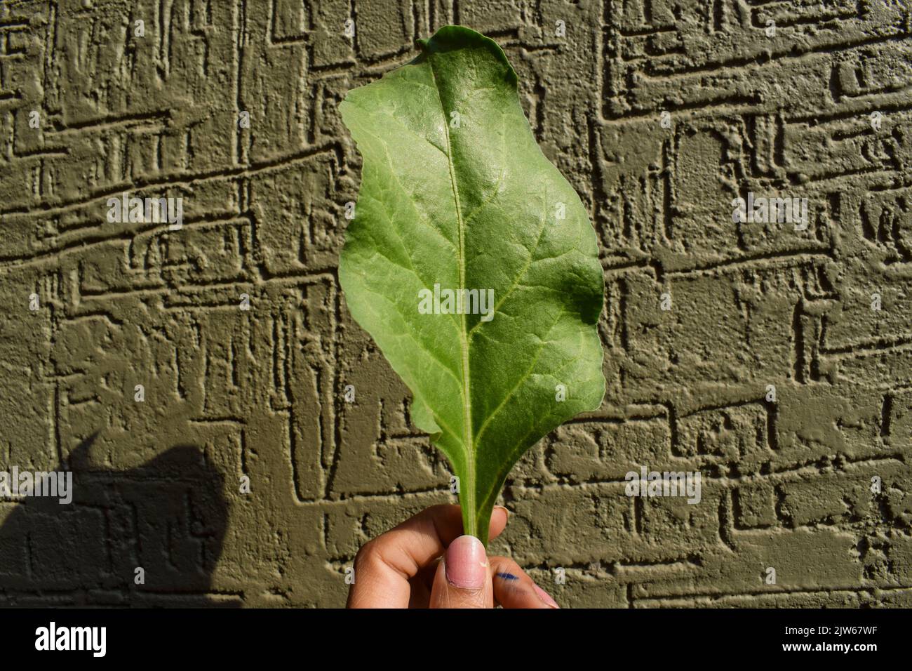 Single Fresh organic Leaf of Spinach. Edible Spinach or Palak green