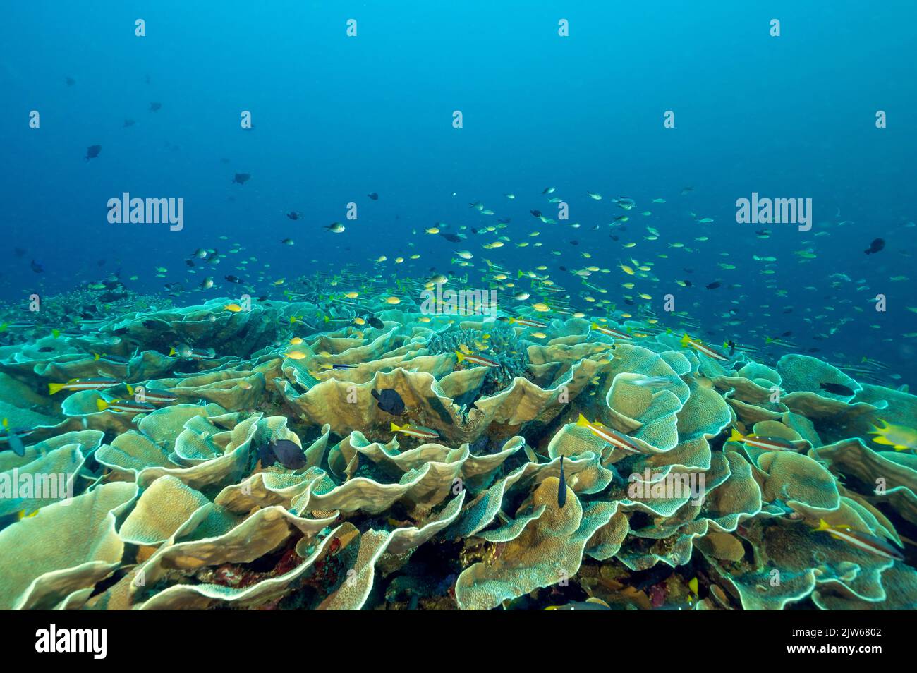 Reef scenic with massive foliose hard corals, Raja Ampat Indonesia. Stock Photo