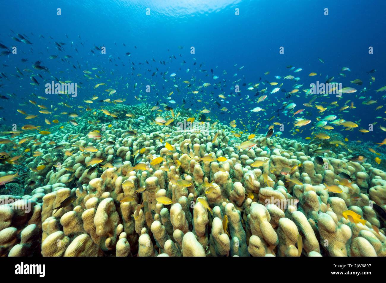 Massive hard color colony of Pavona clavus with anthias and damsels hovering, Raja Ampat Indonesia. Stock Photo