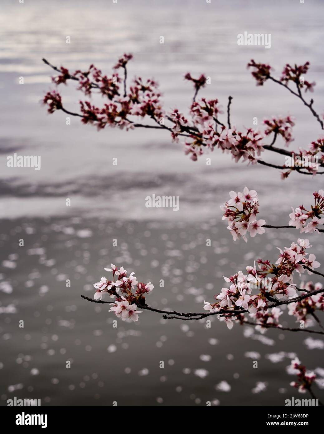 A cherry blossom plant near the lake Stock Photo - Alamy