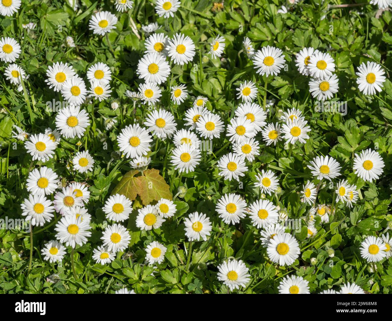 White Common English Lawn Daisy flowers (Bellis Perennis) Stock Photo