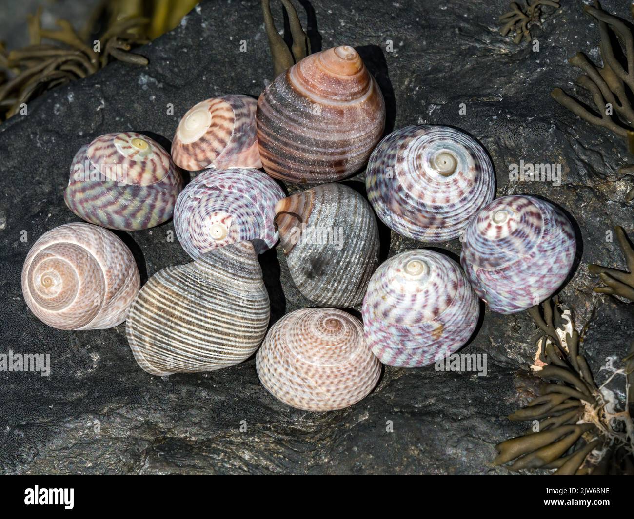 A closeup view of a collection of pretty banded sea snail shells Stock Photo