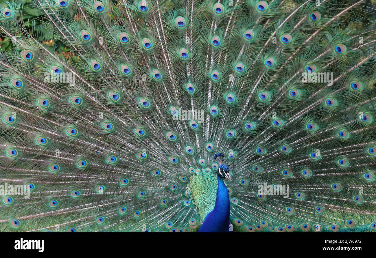 Close up of the a male peacock with its .blue and green feathers on ...
