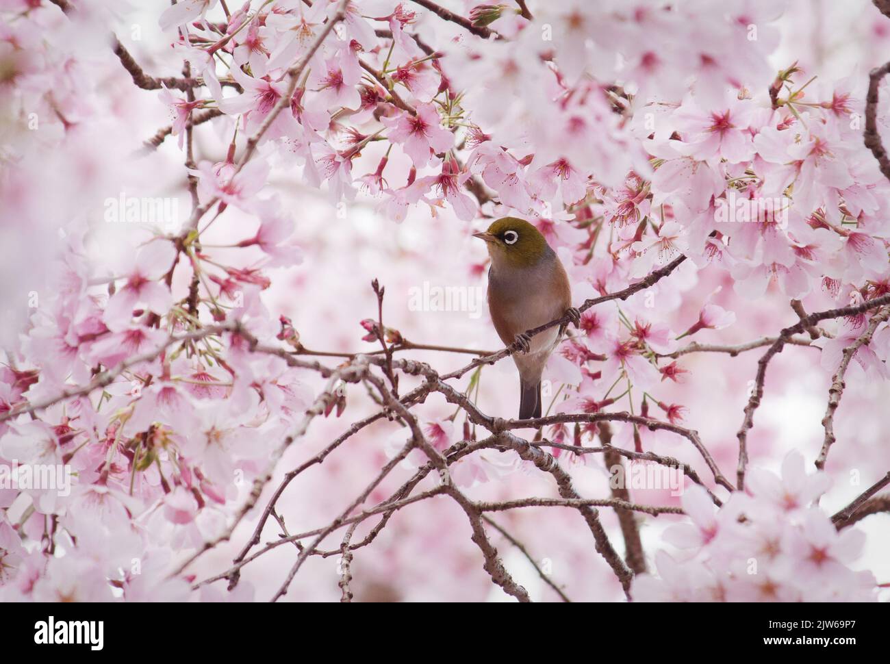 Wax Eye bird in cherry blossoms Stock Photo Alamy