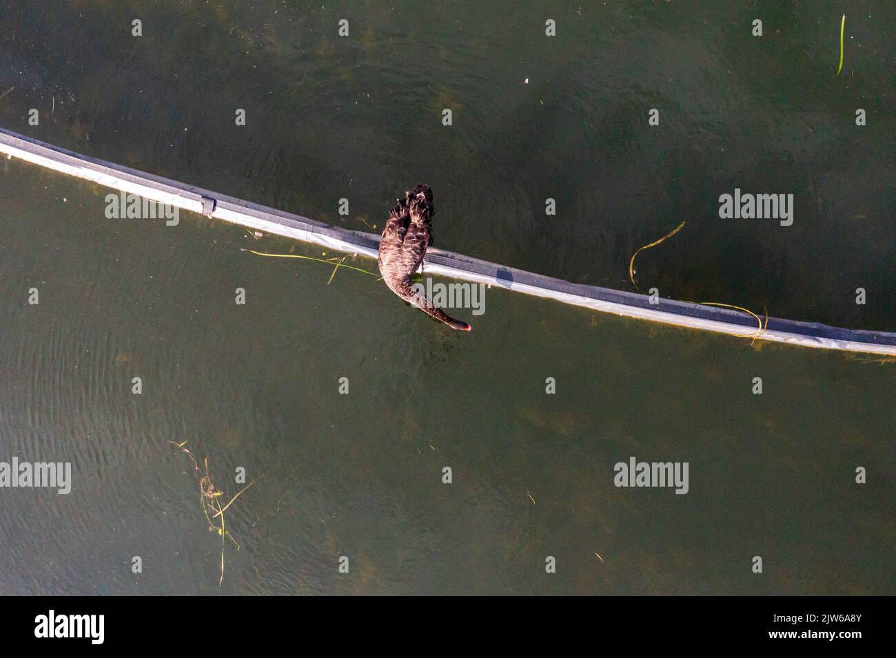 Drone aerial photograph looking down on a Swan standing on an