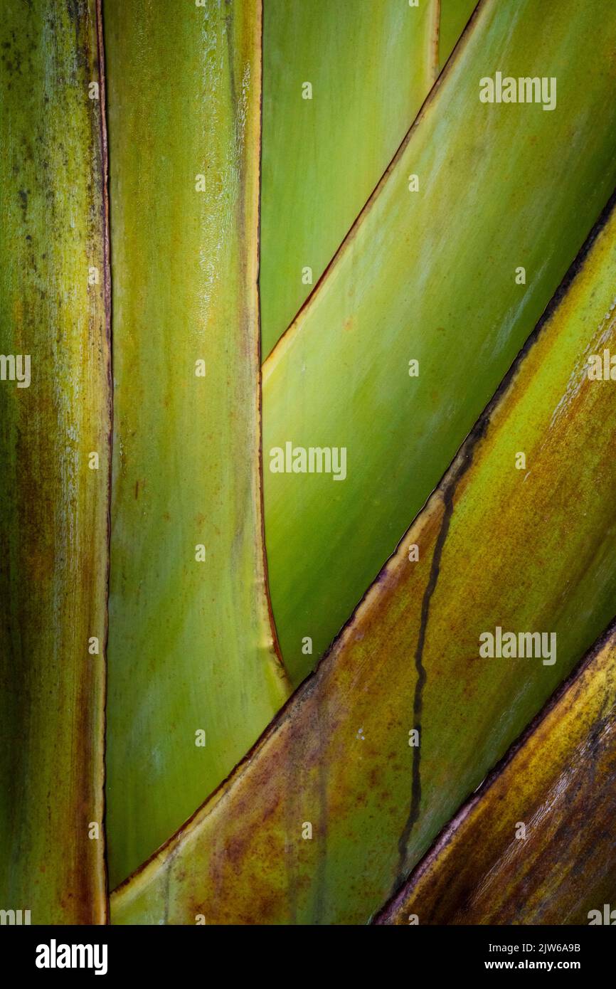 Palm tree details in a rainforest at Albrook, Panama City, Republic of Panama, Central America Stock Photo