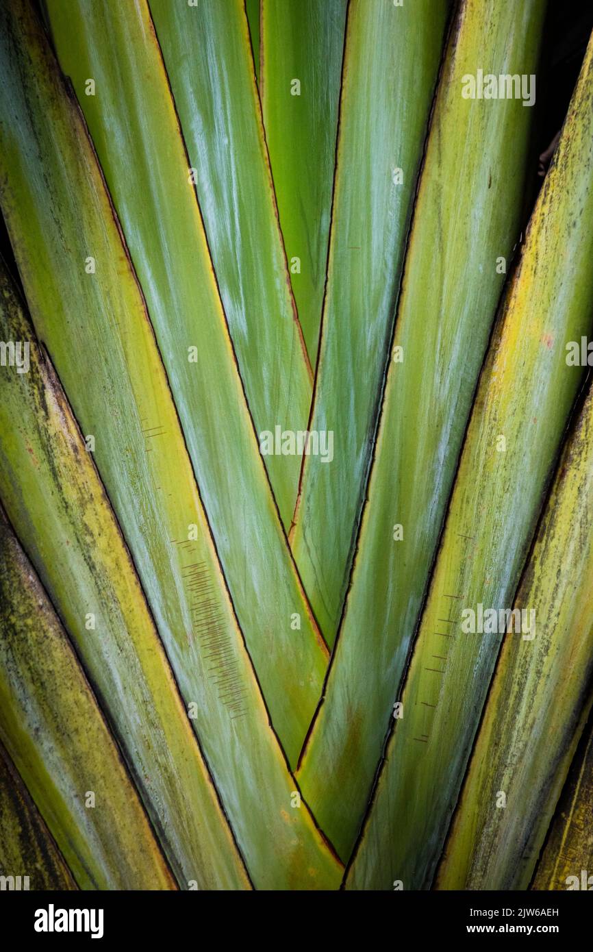 Palm tree details in a rainforest at Albrook, Panama City, Republic of Panama, Central America