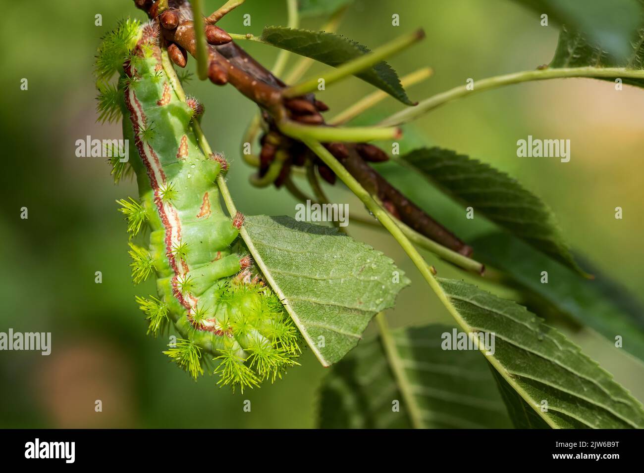 Io moth automeris io hi-res stock photography and images - Alamy