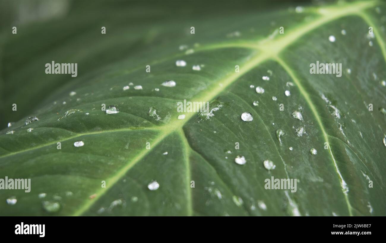 Closeup of rain waterdrops on top of leaves of Xanthosoma taioba also known as Elephant plant, Arrowleaf elephant ear etc Stock Photo