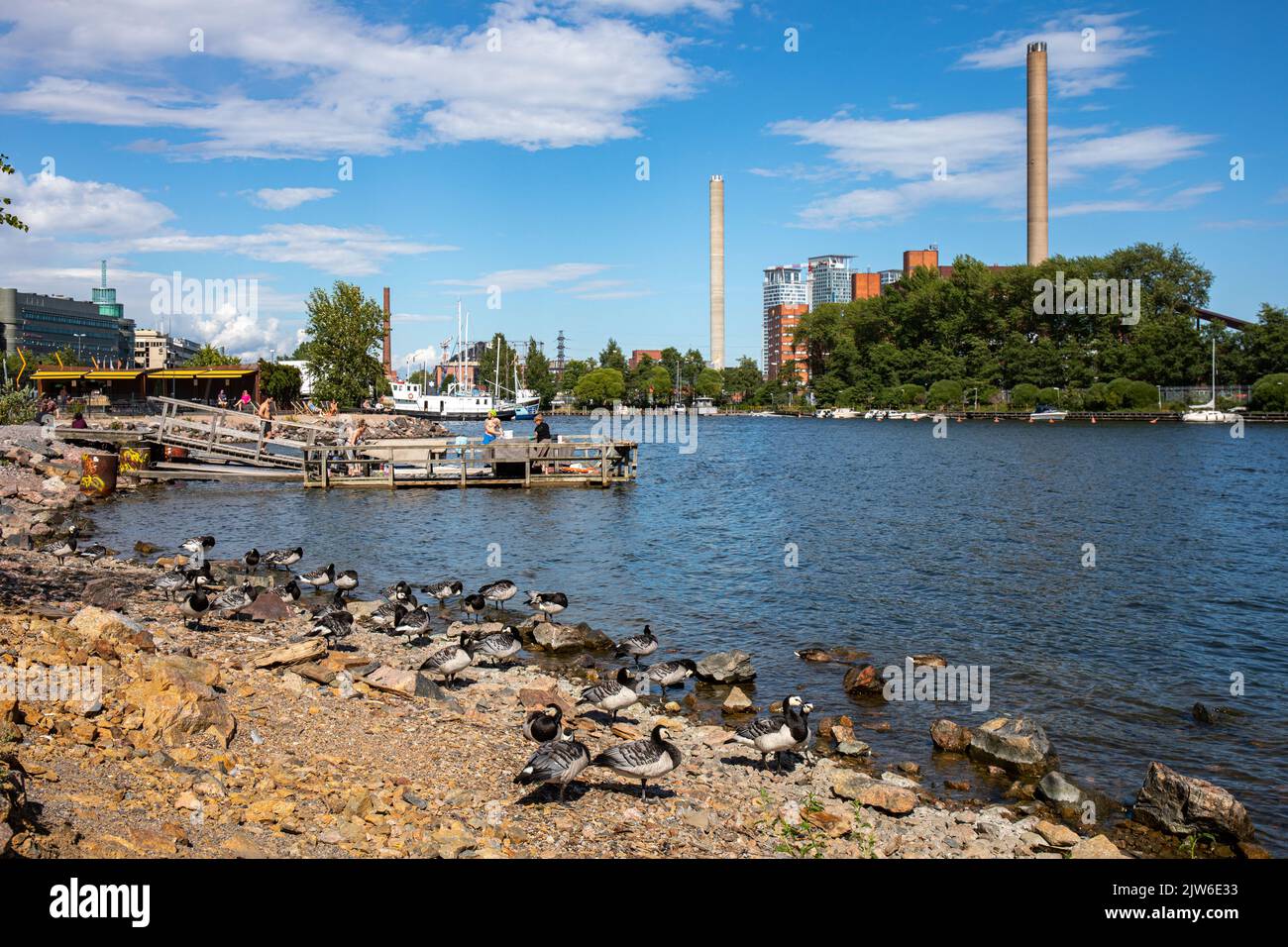 Barnacle geese (Branta leucopsis) at waterfront by Sörnäinen carpet washing pier in Helsinki, Finland Stock Photo