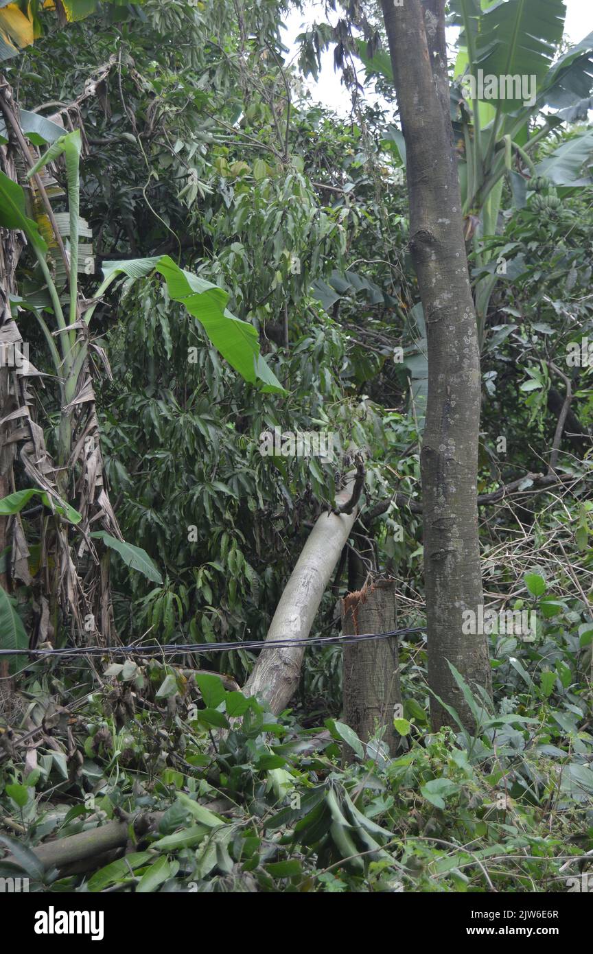 Trees in the forest that fell down because they were cut down. illegal ...