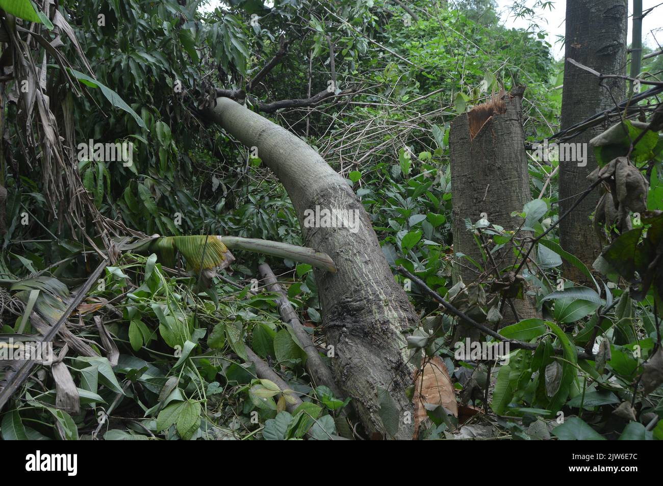 trees in the forest that fell down because they were cut down. illegal ...