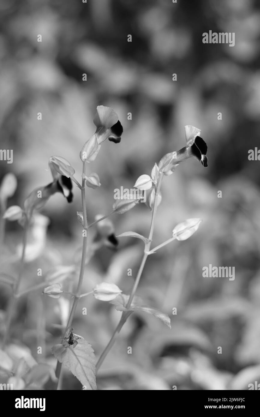 Flowers and green leaves in nature waving slowly in natural wind Stock Photo