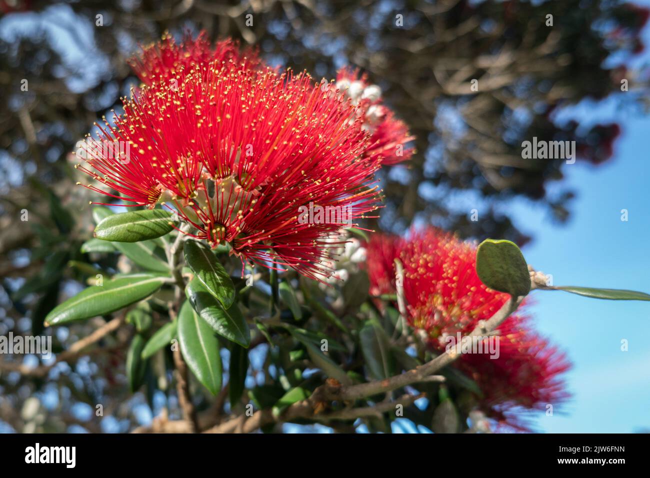 Pohutukawa trees in full bloom, New Zealand Christmas tree Stock Photo - Alamy