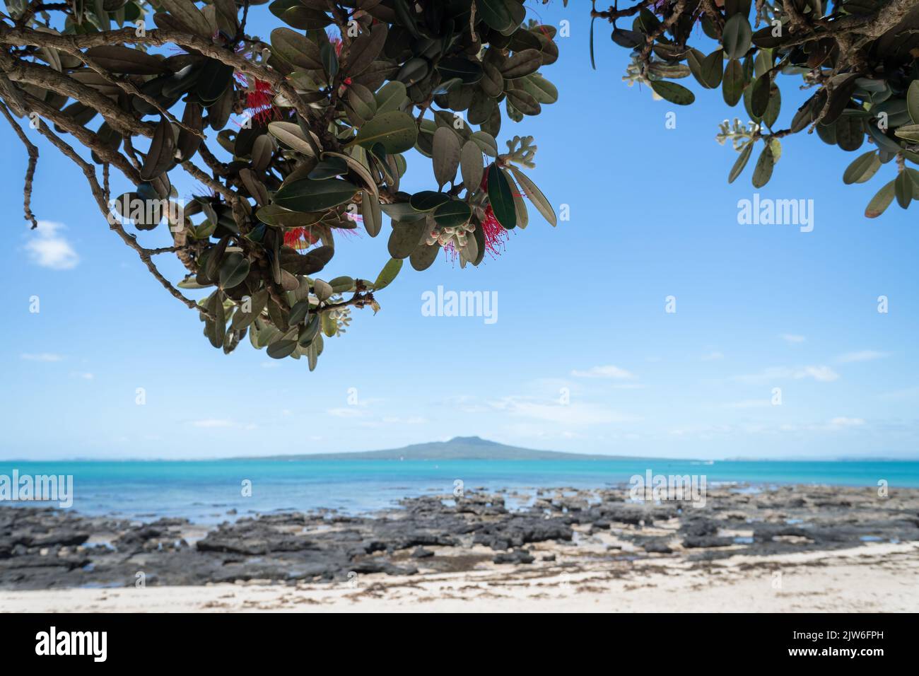Takapuna beach with views of Rangitoto Island framed by blooming Pohutukawa trees, North Shore, Auckland. Stock Photo