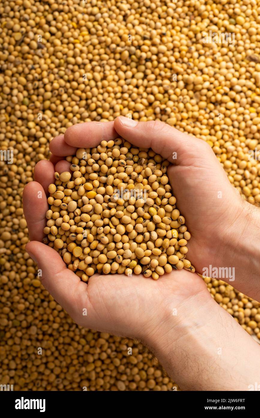 Human caucasian handfuls with soy beans over soybean background Stock Photo